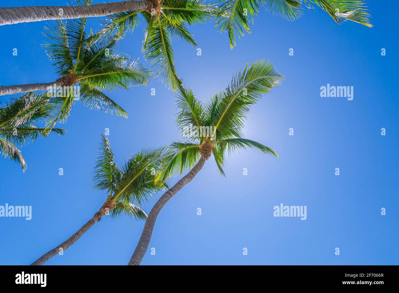 Guardando su a palme multiple, Key Largo Florida USA Foto Stock