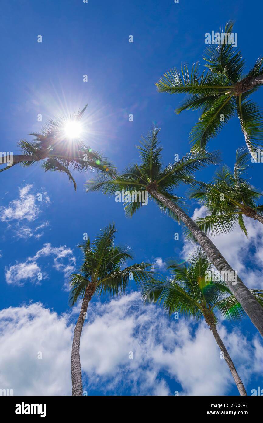 Guardando su a palme multiple, Key Largo Florida USA Foto Stock