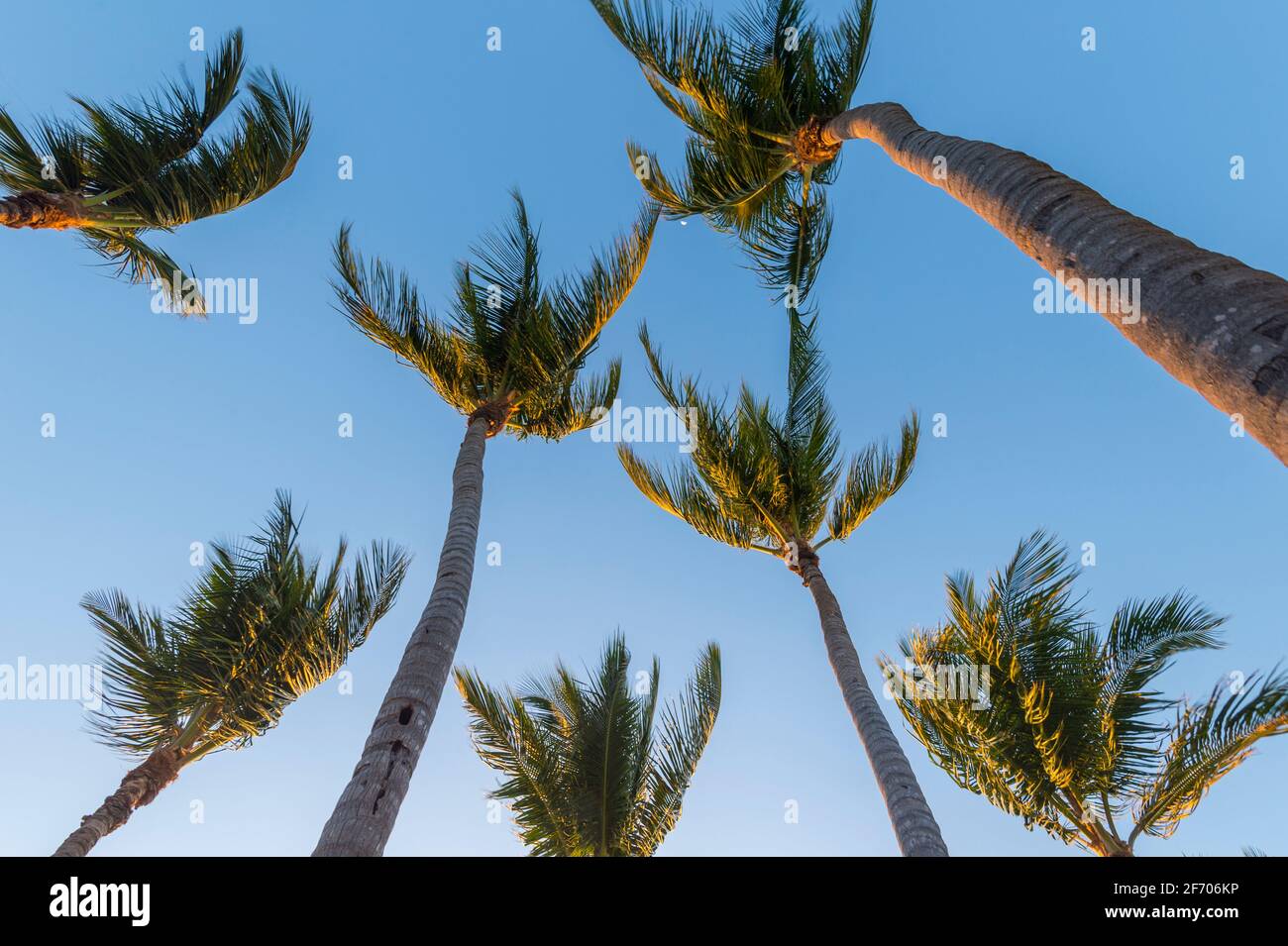 Guardando su a palme multiple, Key Largo Florida USA Foto Stock