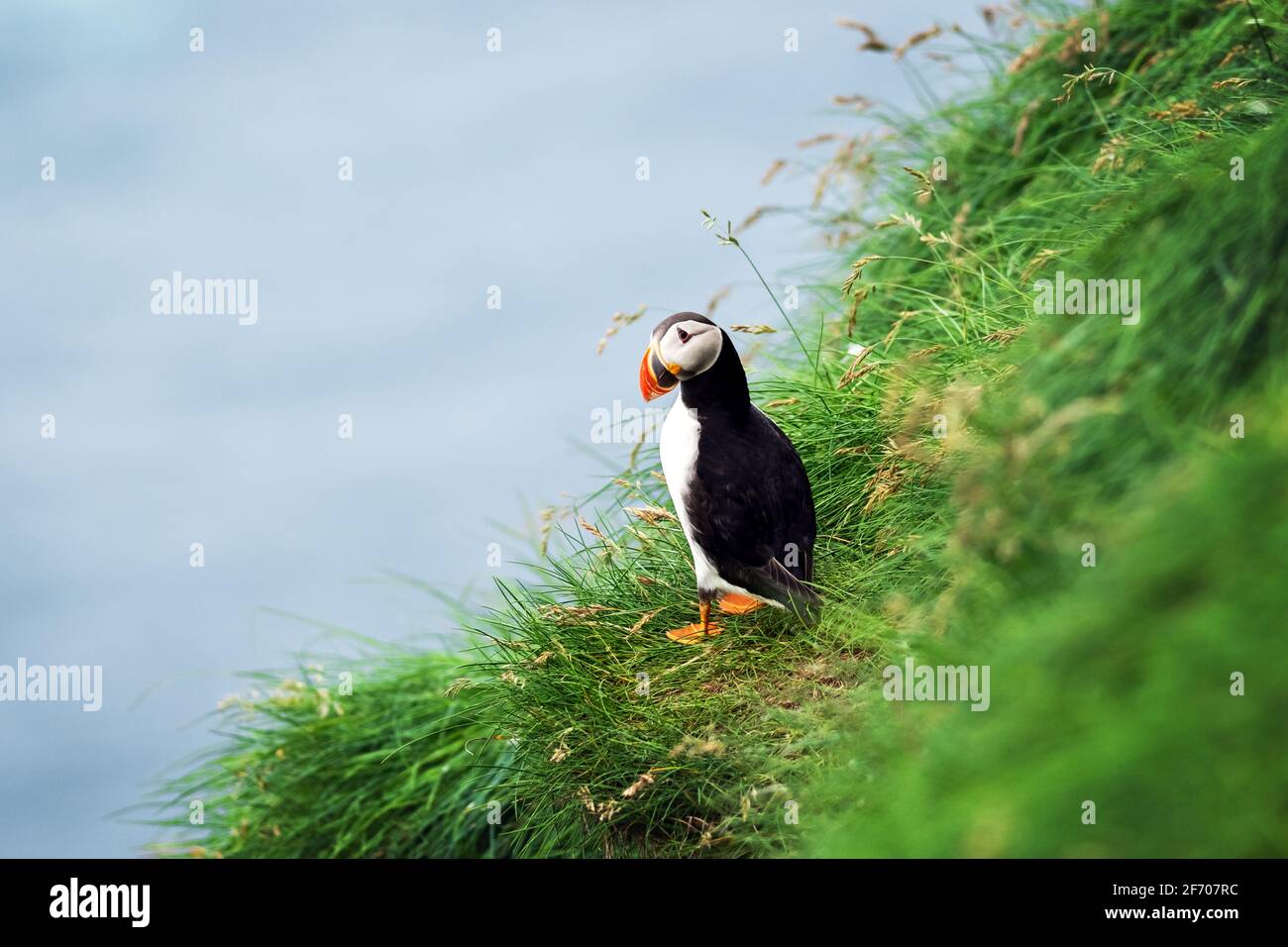 Famoso uccello faeroese - puffin sul bordo della costa erbosa dell'isola di Faroe Mykines nell'oceano Atlantico. Isole Faroe, Danimarca. Fotografia animale Foto Stock