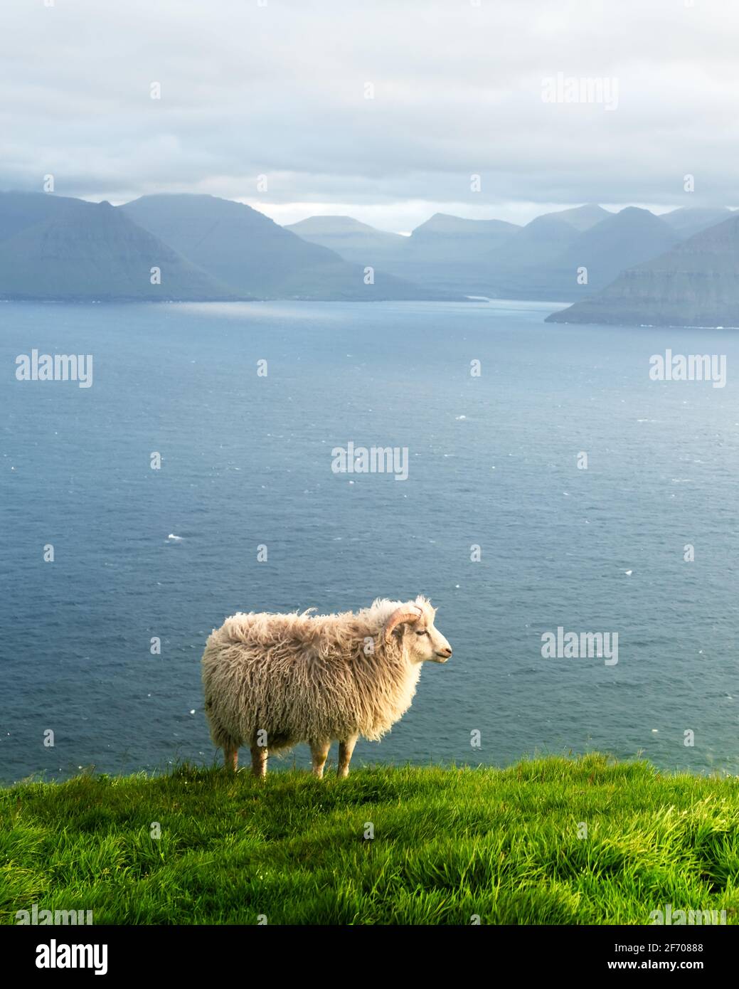 Vista mattutina sulle isole estive Faroe con pecore in primo piano. Isola di Kalsoy, Danimarca. Fotografia di paesaggio Foto Stock