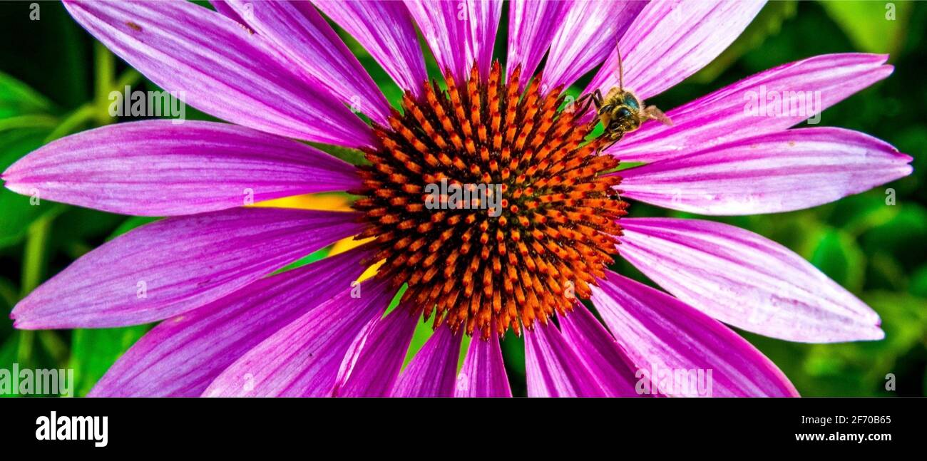 Una ape di miele sul fiore. È un volo eusociale Insetto all'interno del genere API della clade di api Foto Stock