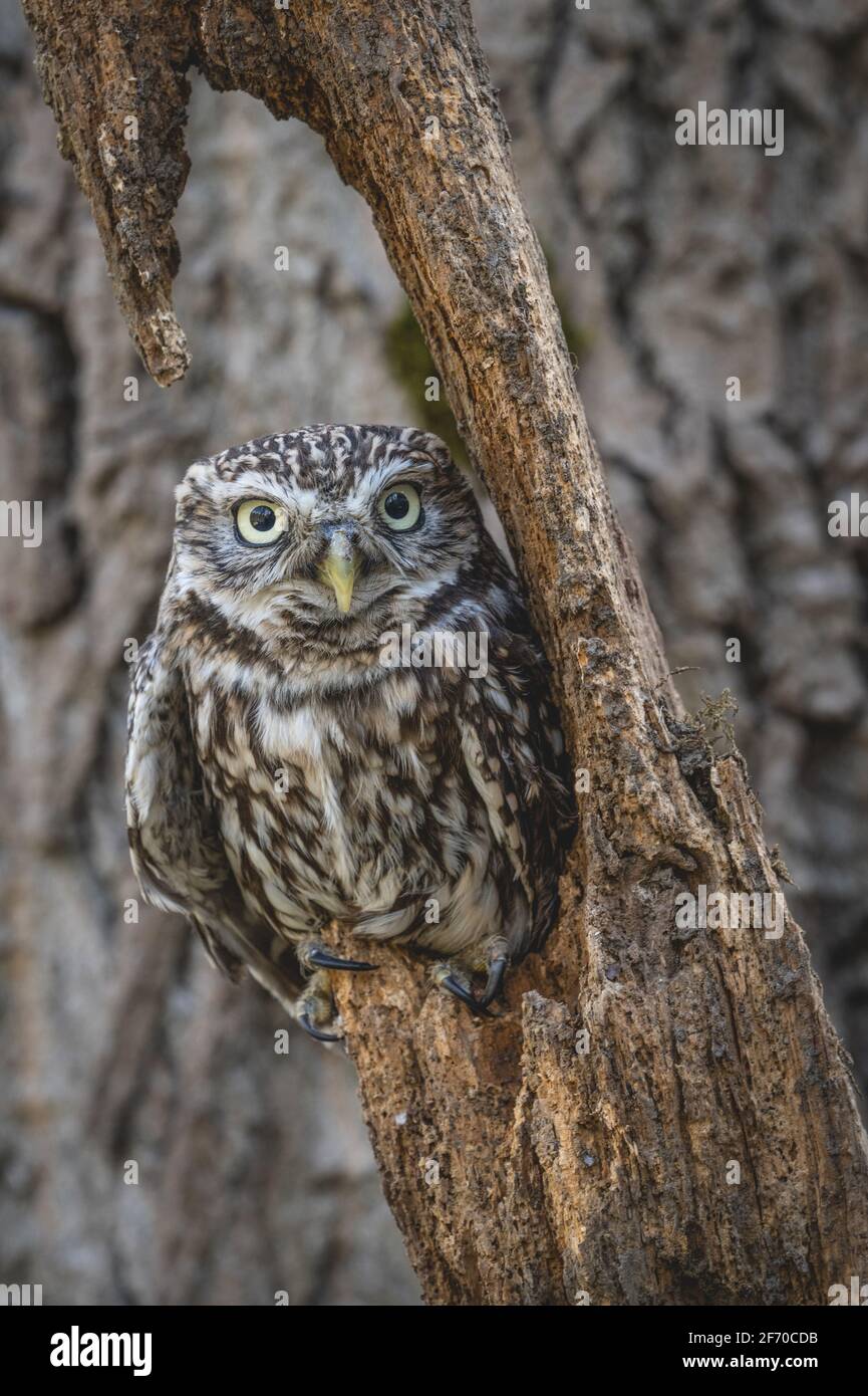 Piccolo gufo (Athene noctua) piccolo uccello diurno di preda con occhi gialli. European Owl fotografato nello Yorkshire, Regno Unito Foto Stock