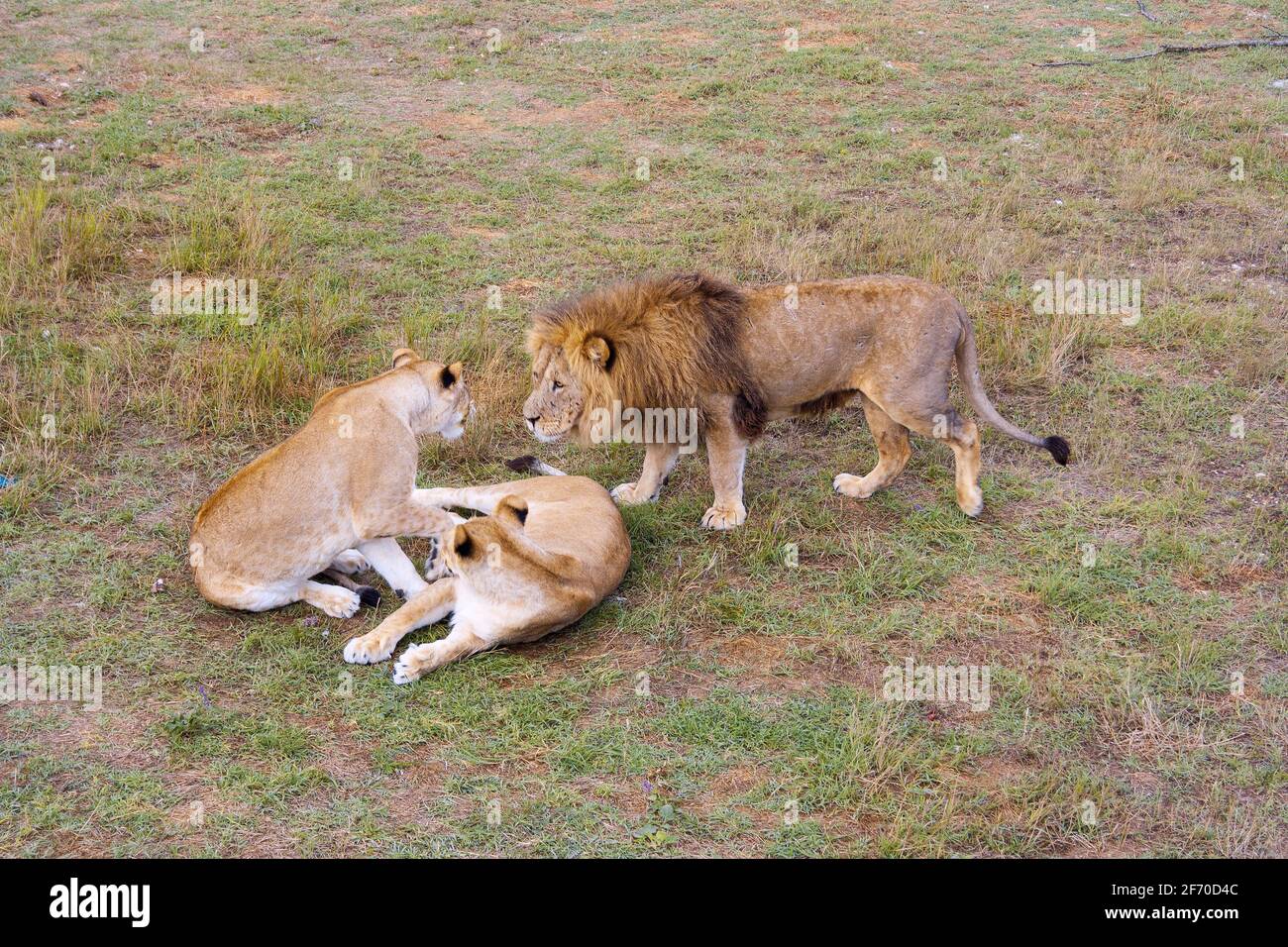 il leone maschio si avvicinò alle due leonesse Foto Stock