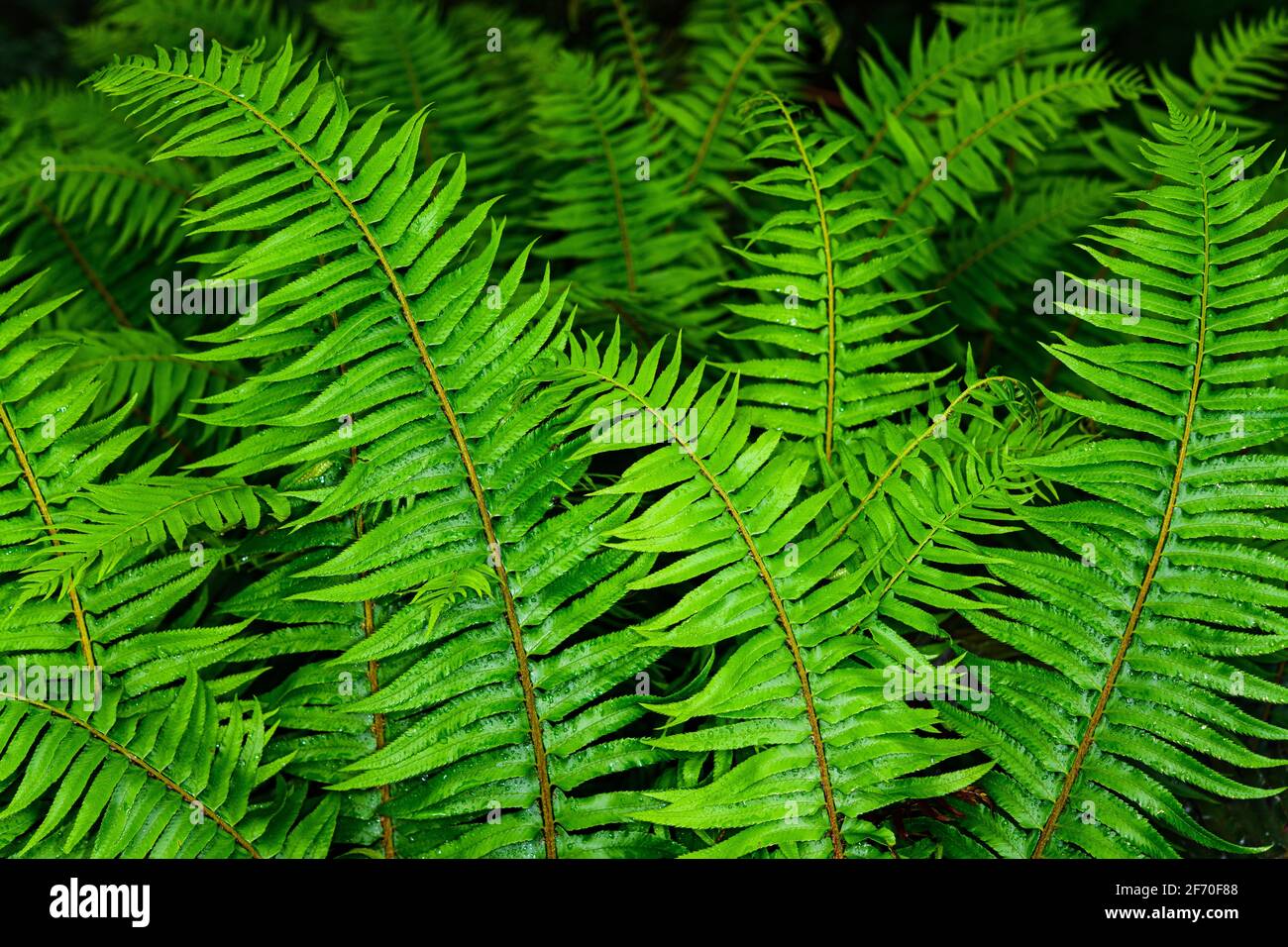 Una felce umida nella sottobosco della molla della foresta riempie il cornice con un mare di motivi naturali verdi Foto Stock