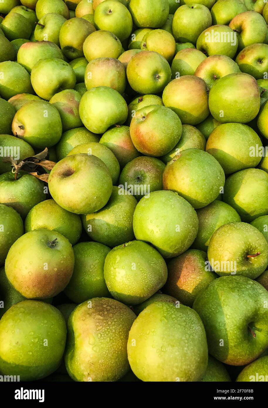 Le mele dello Stato di Washington fresche coltivate commercialmente in bidone grande sotto luce dorata Foto Stock