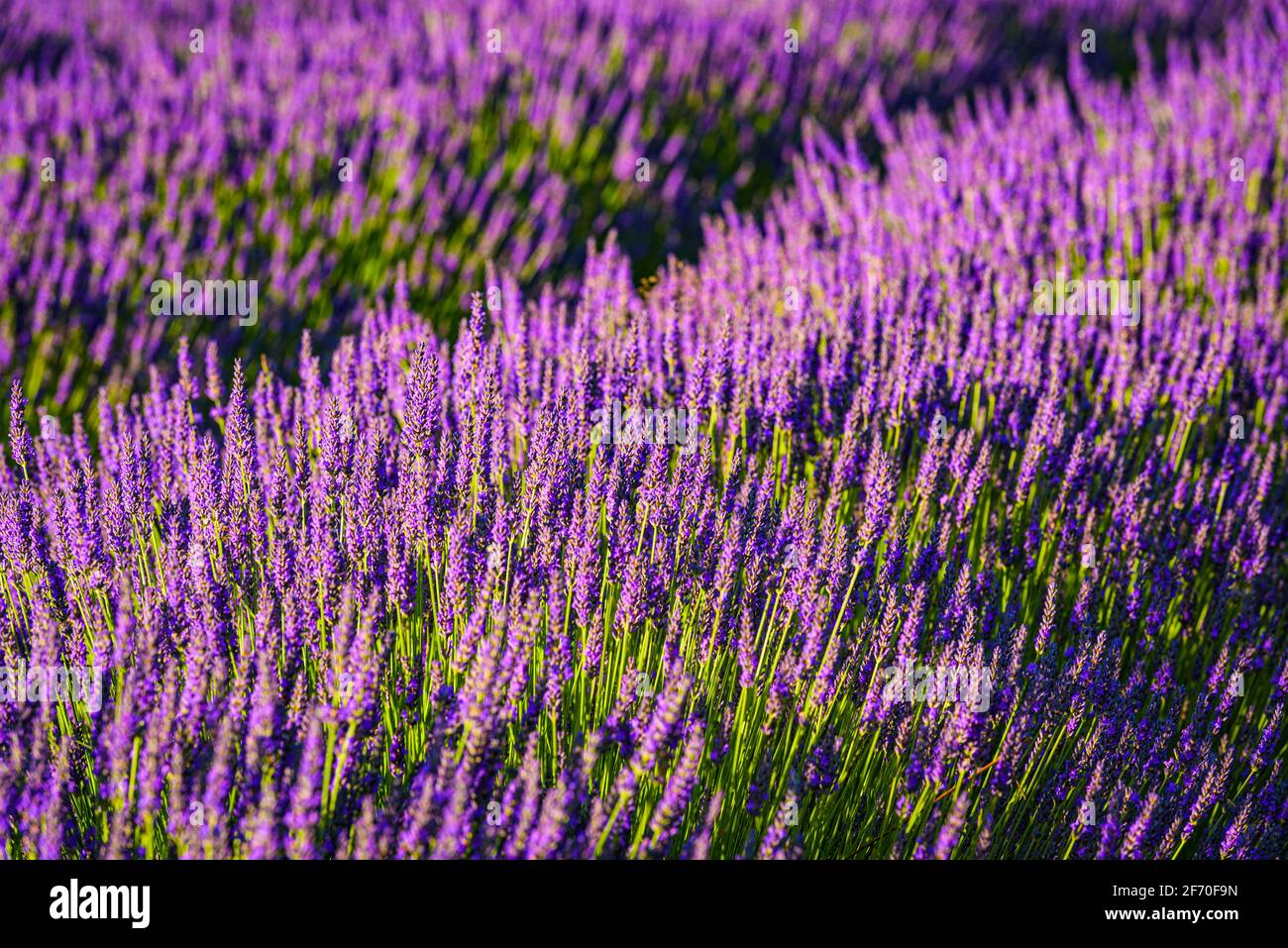 La lavanda fresca che cresce in Washington occidentale forma un tappeto di viola e verde al sole Foto Stock
