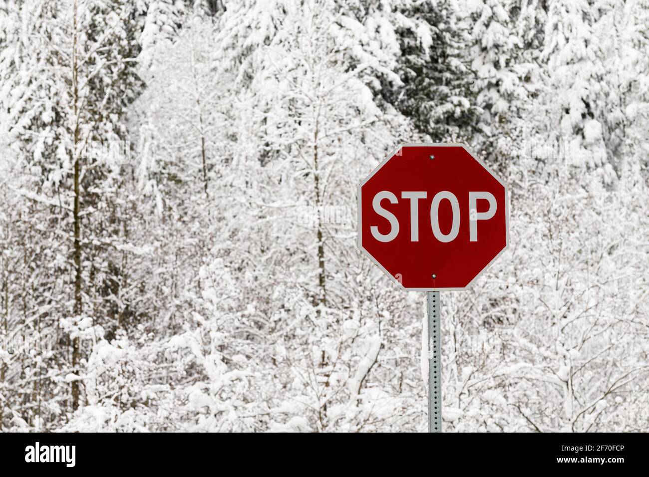 Il segnale di stop Red American Highway si distingue contro la neve alberi di abete che annunciano condizioni di guida pericolose in inverno Foto Stock
