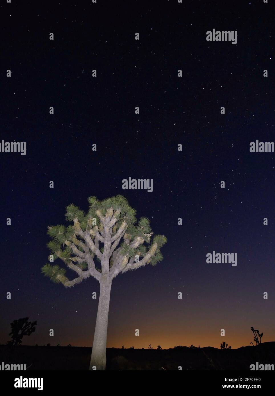 Joshua Tree nel cielo stellato Foto Stock