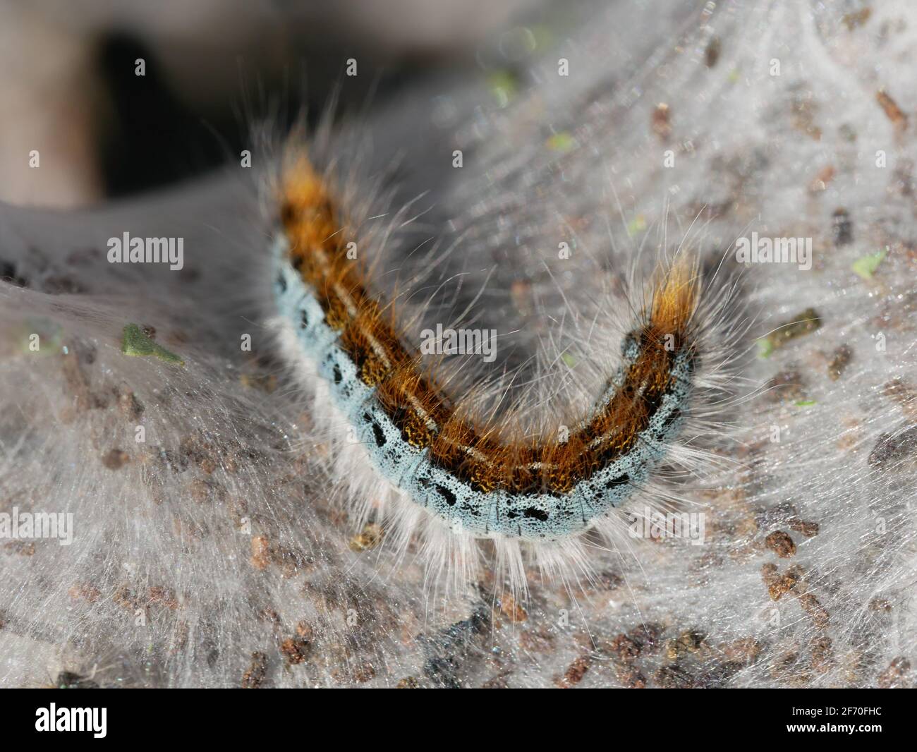 Western Tent Caterpillar - Malacosoma californicum Foto Stock