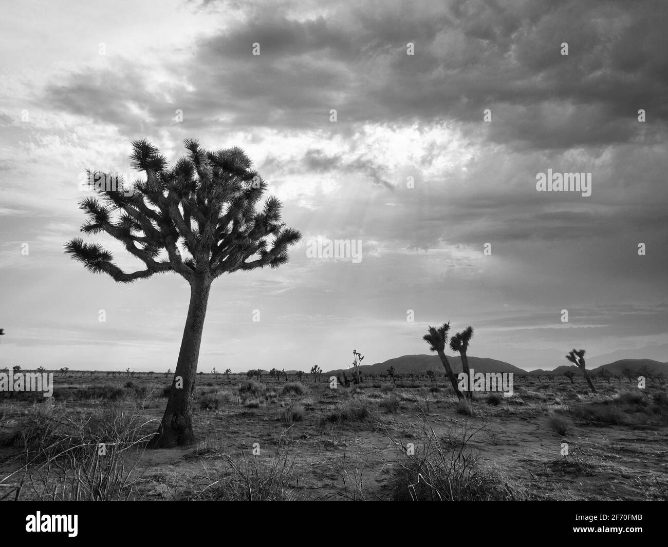 Nero e bianco Giosuè Tree Stormy Sky in Giosuè Tree Parco nazionale Foto Stock
