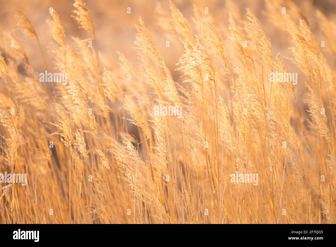 Un primo piano di praterie dorate e lame di prateria nel nord del South Dakota. Onde ambrate di grano Foto Stock