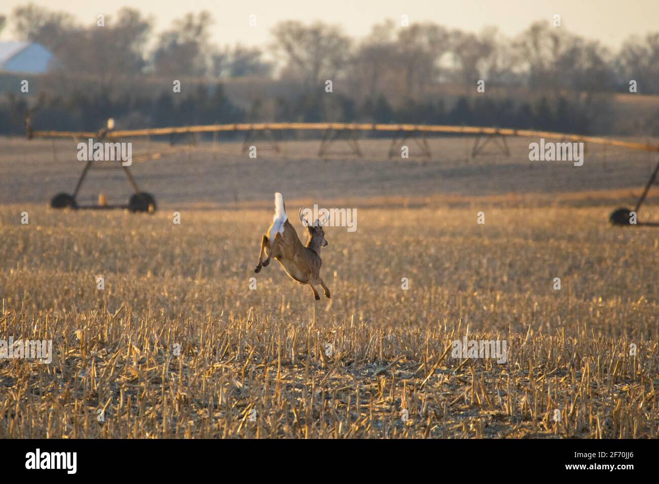 Un cervo a coda bianca di buck corre attraverso un campo di mais raccolto nel nord-est del South Dakota. Un irrigatore di campo e boschi è sullo sfondo. Foto Stock