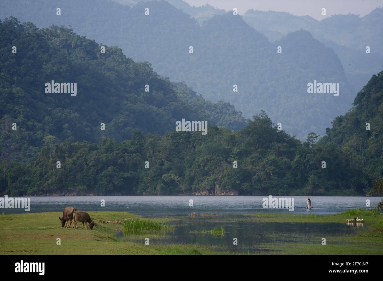 Bufalo d'acqua e pescatore in canoa, lago Ba Be. Provincia B?c K?n. Vietnam Foto Stock