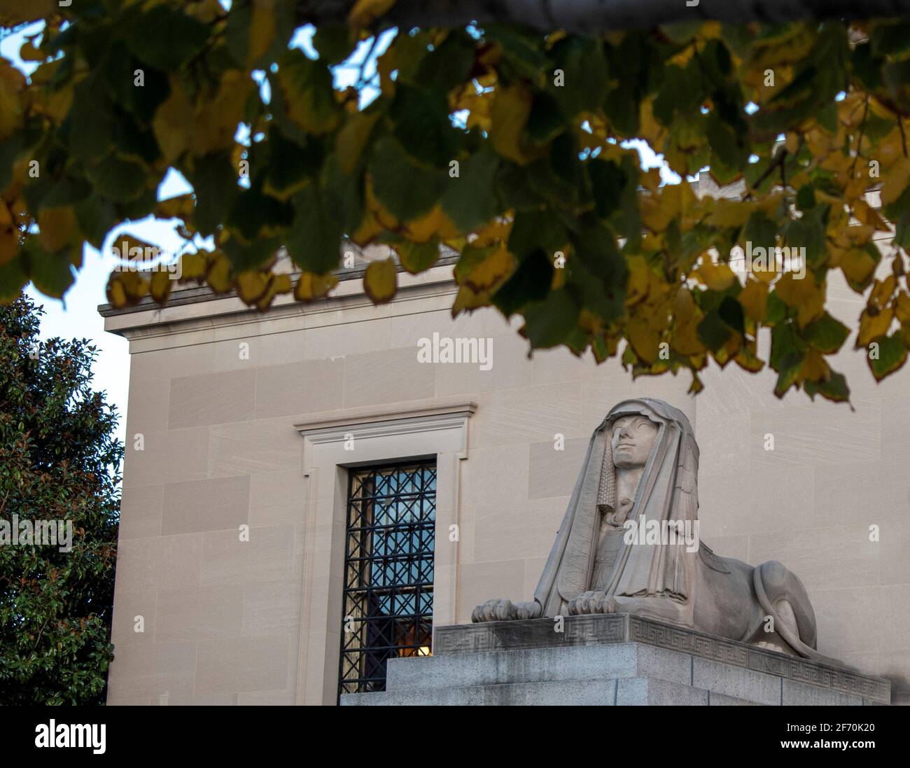 bellissimo shot di champagne a vela color sfinge con eleganza posa Foto Stock