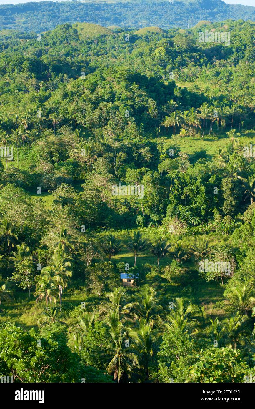 Vegetazione lussureggiante nelle 'Chocolate Hills', Carmen, provincia di Bohol, Filippine, Sud Asia. Capanna di legno isolata. Foto Stock
