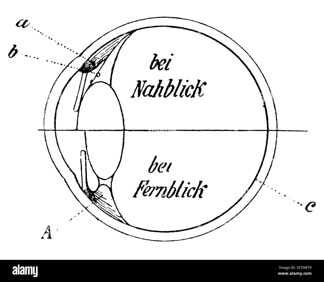 La metà superiore mostra l'occhio durante la sistemazione, la metà inferiore mostra l'occhio a riposo. Illustrazione del 19 ° secolo. Germania. Sfondo bianco. Foto Stock