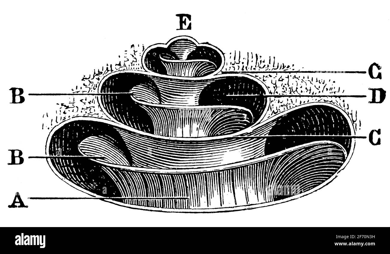 Sezione trasversale obliqua della coclea. Illustrazione del 19 ° secolo. Germania. Sfondo bianco. Foto Stock