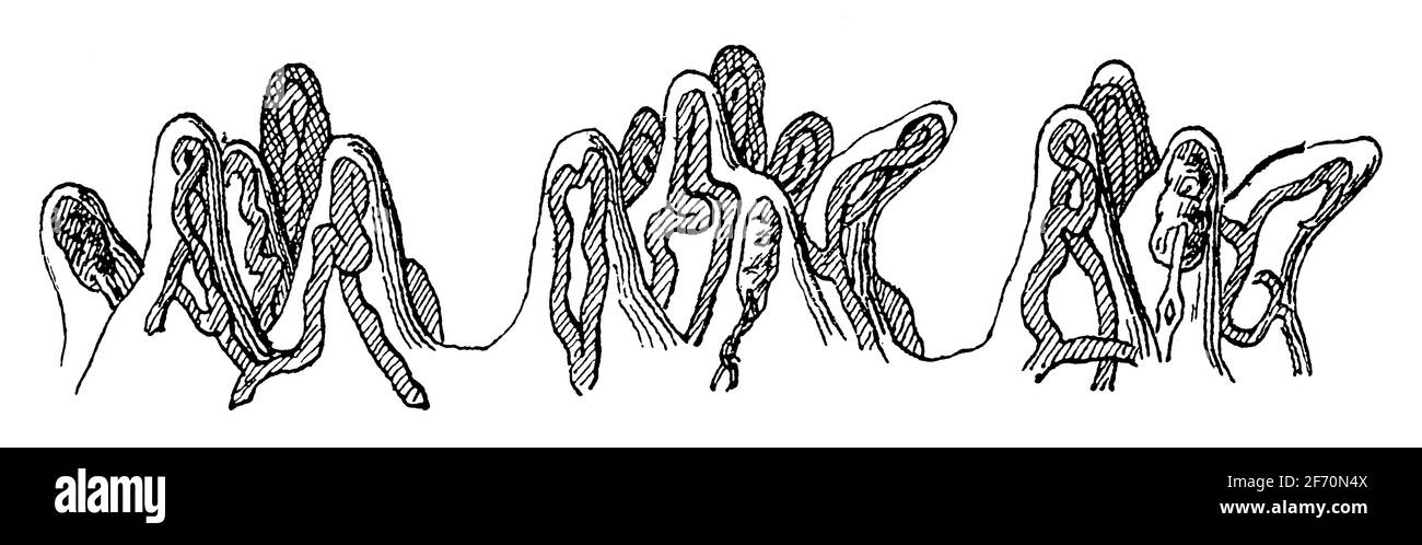 Gruppi di papille sensoriali della pelle umana. Illustrazione del 19 ° secolo. Germania. Sfondo bianco. Foto Stock