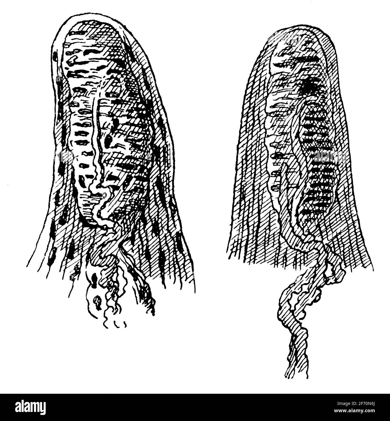 Corpuscolo tattile. Illustrazione del 19 ° secolo. Germania. Sfondo bianco. Foto Stock