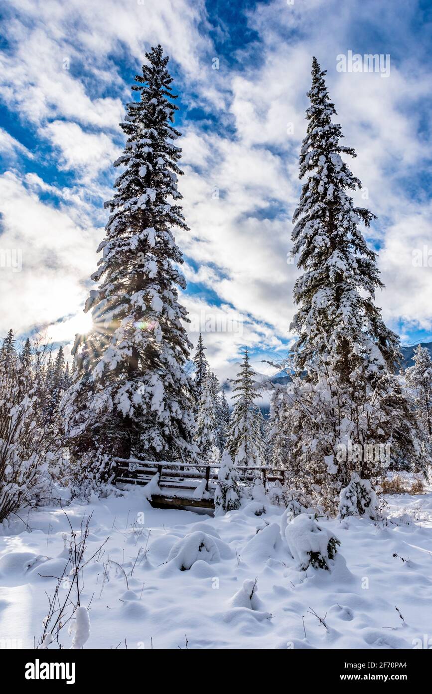 Neve fresca sulla foresta e passerella nel Parco Nazionale di Kootenay, British Columbia, Canada Foto Stock