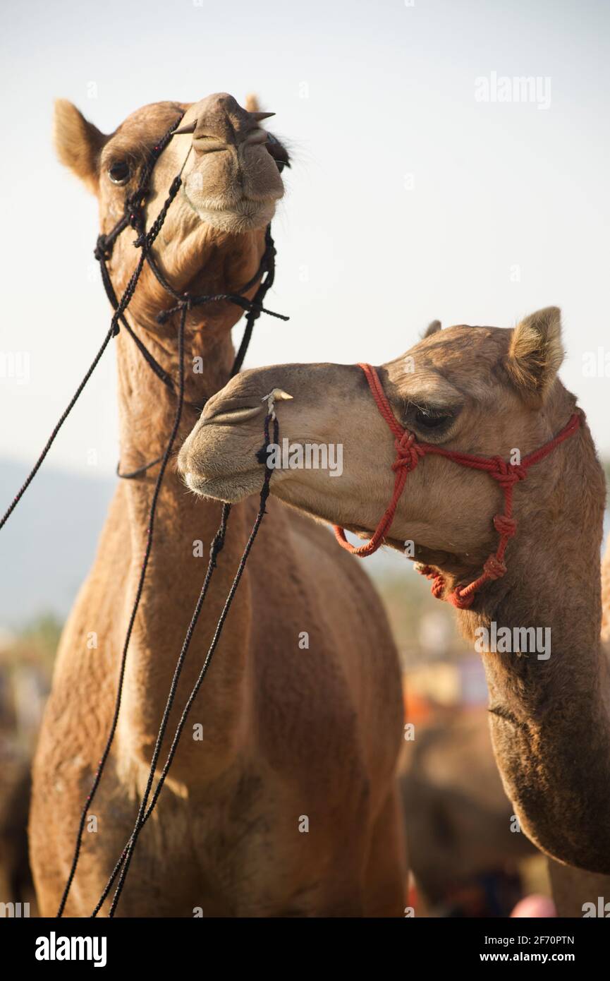 Cammelli alla fiera del cammello Pushkar. Rajasthan, India Foto Stock