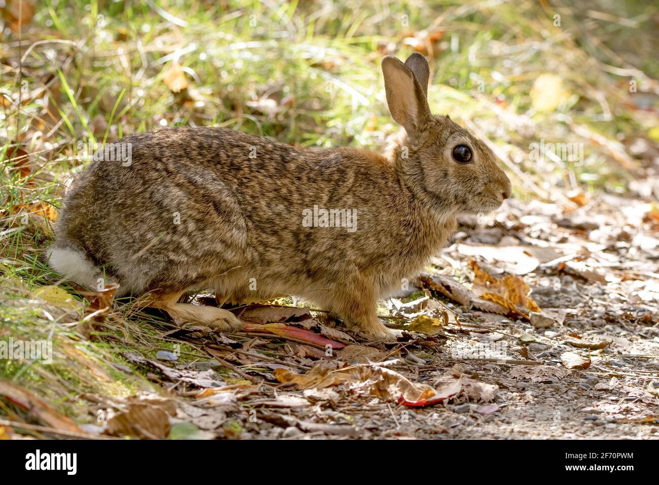 Primo piano di un coniglio di cotoncoda orientale che sta per attraversare il percorso forestale Foto Stock