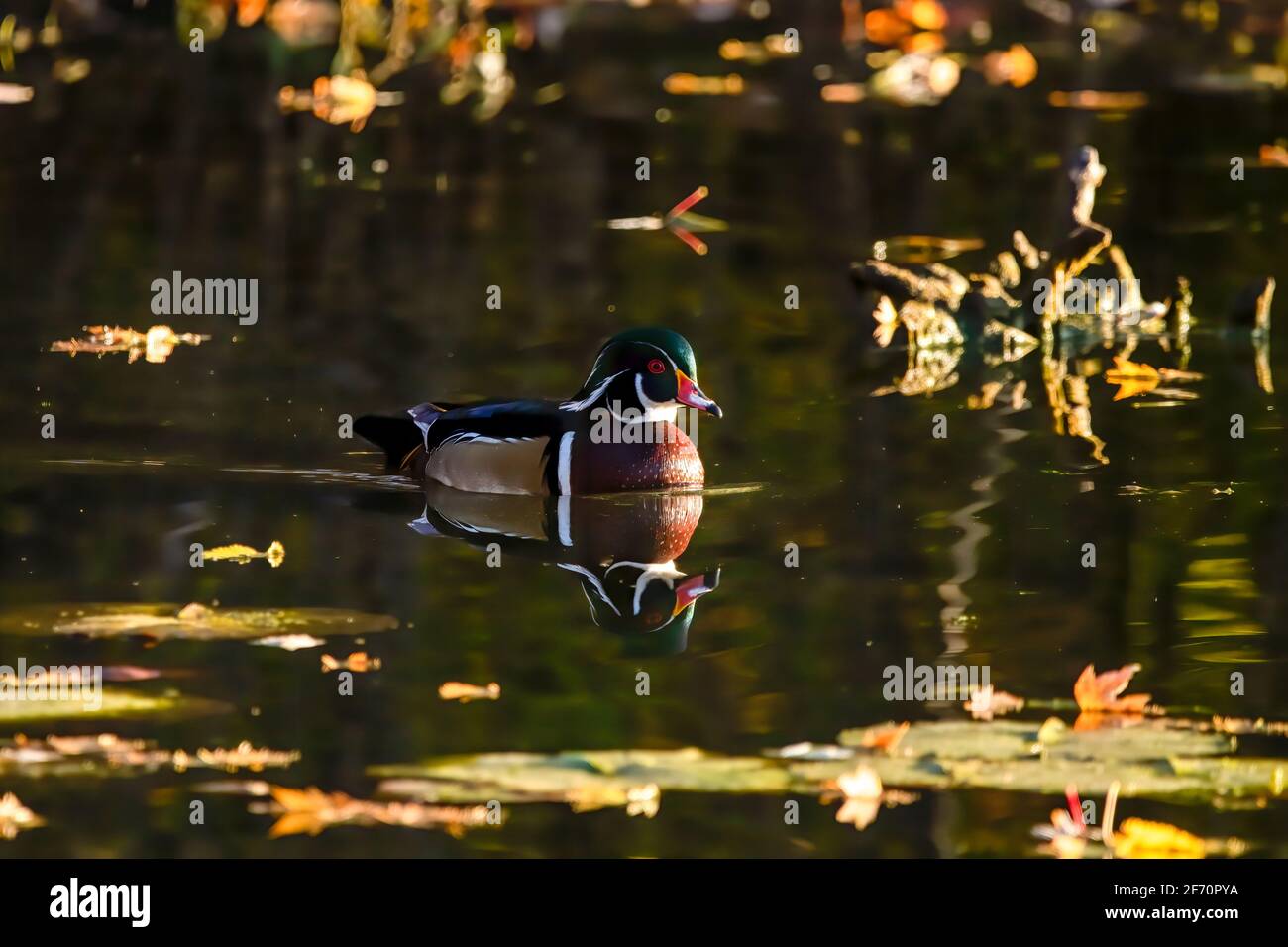 Impressionante drake anatra legno galleggianti in un lago calmo con foglie d'autunno nell'acqua e una luce dorata che riflette sulla scena Foto Stock