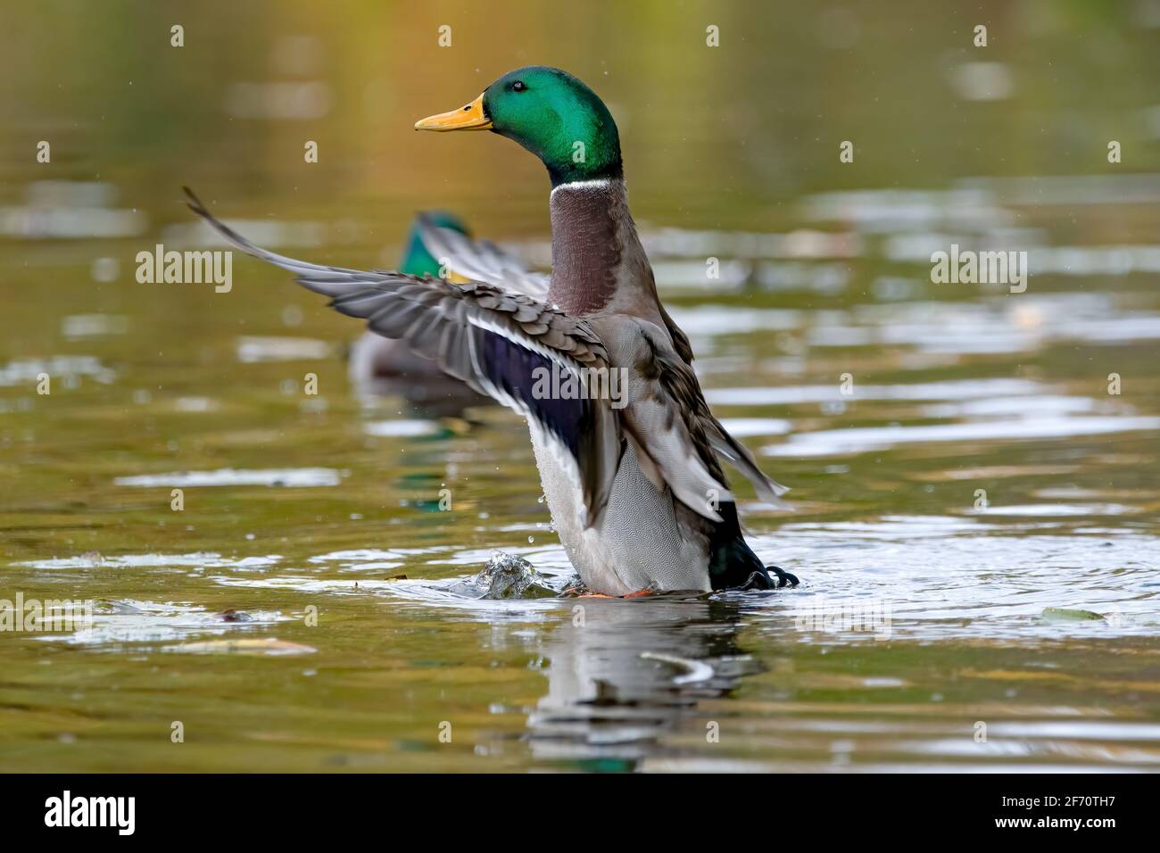 Maschio anatra mallard drake che si diffonde le sue ali mentre si trova in piedi sull'acqua, la sua testa verde piume e bolletta gialla incandescente al sole Foto Stock
