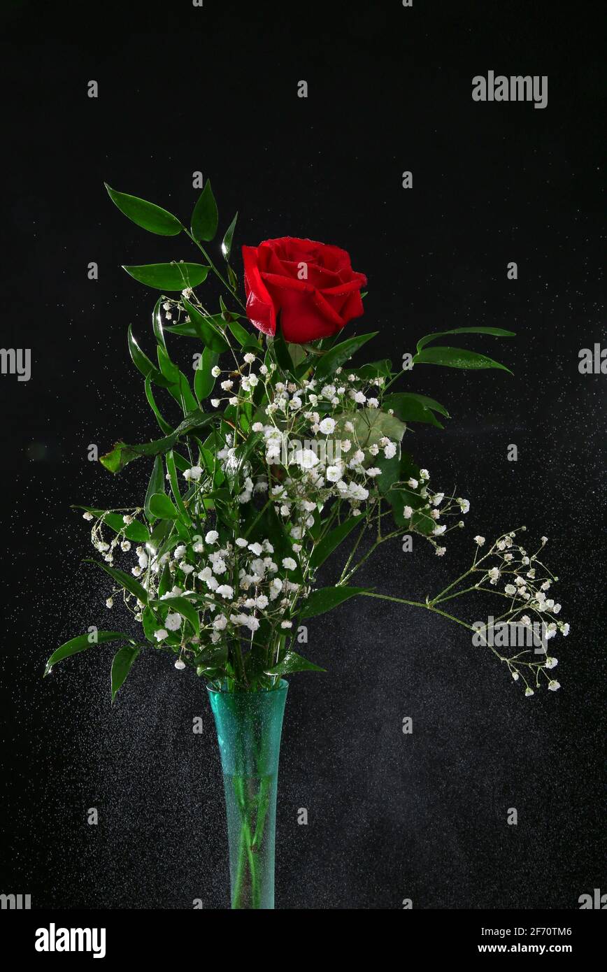 Bella rosa con steli verdi e foglie Foto Stock