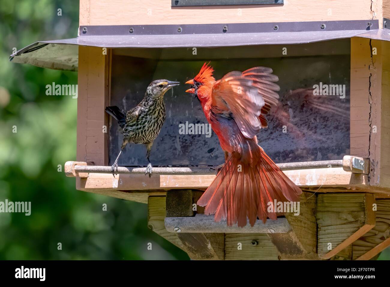 Maschio Northern cardinal e una femmina Blackbird alata rossa combattendo a. un alimentatore di uccelli Foto Stock