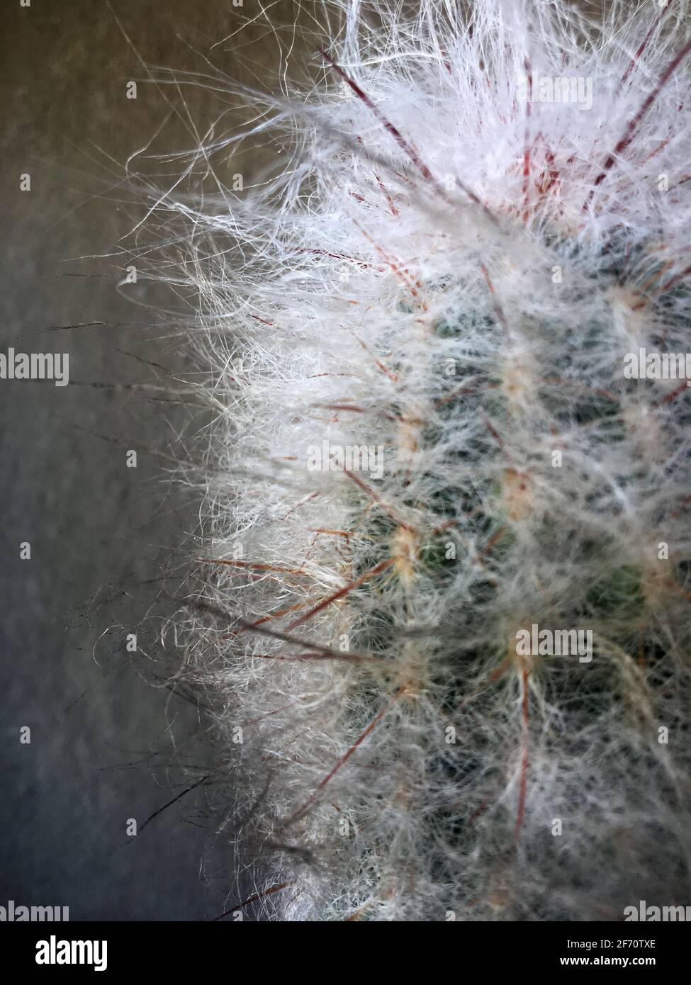 Macro fotografia di un cactus Foto Stock