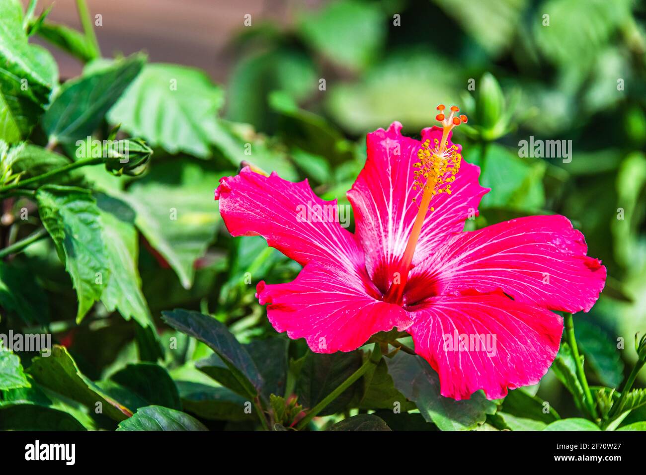 Fiori del giardino in estate Foto Stock