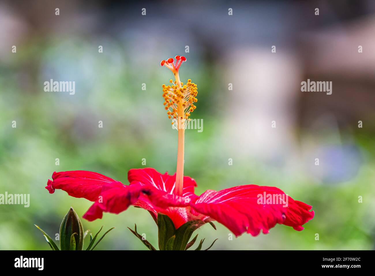 Fiori del giardino in estate Foto Stock