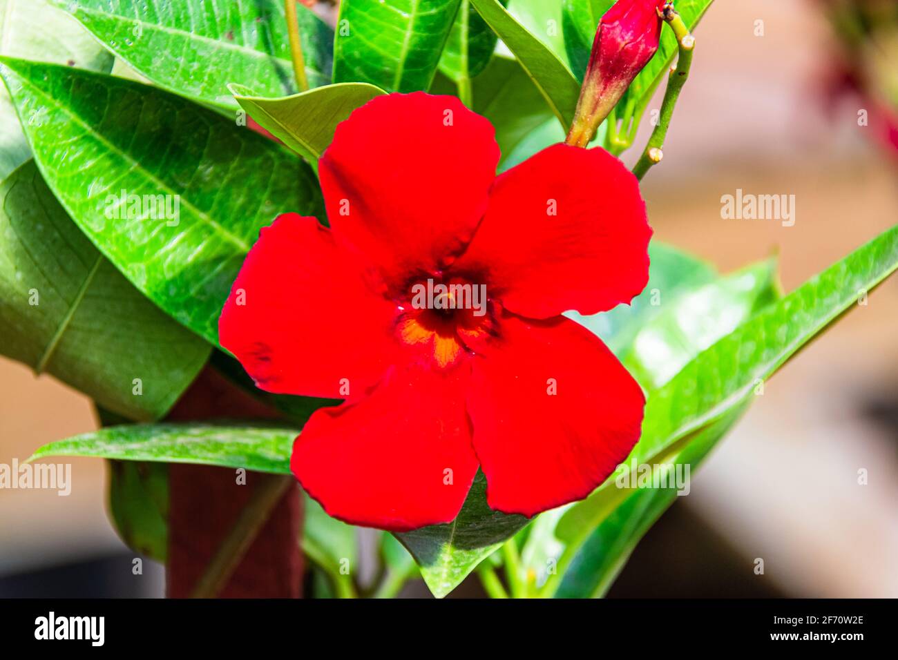 Fiori del giardino in estate Foto Stock