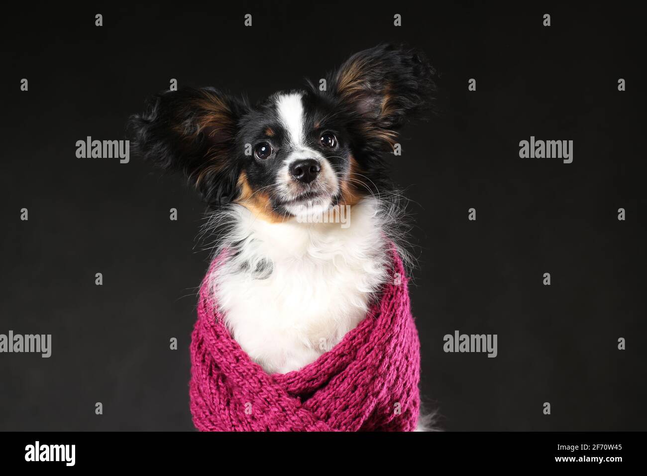 Ritratto di carino cucciolo di papillon cane avvolto in sciarpa su sfondo nero Foto Stock