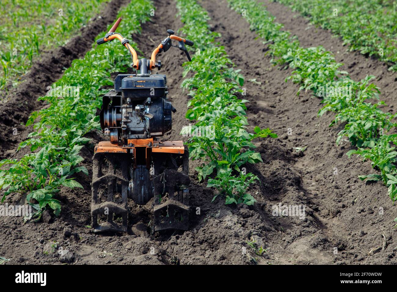 Un trattore a scomparsa per la lavorazione dei letti si trova tra le file con patate Foto Stock