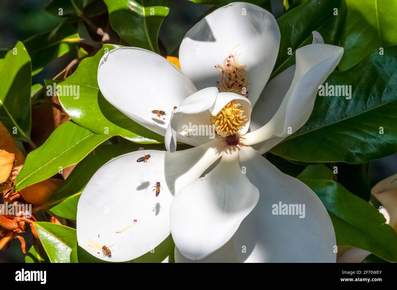 bianco magnolia fiore e api impollinante closeup Foto Stock