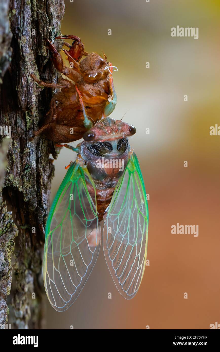 Dog-day Cicada emergenza da shell. L'immagine è un'immagine sovrapposta a fuoco. Foto Stock