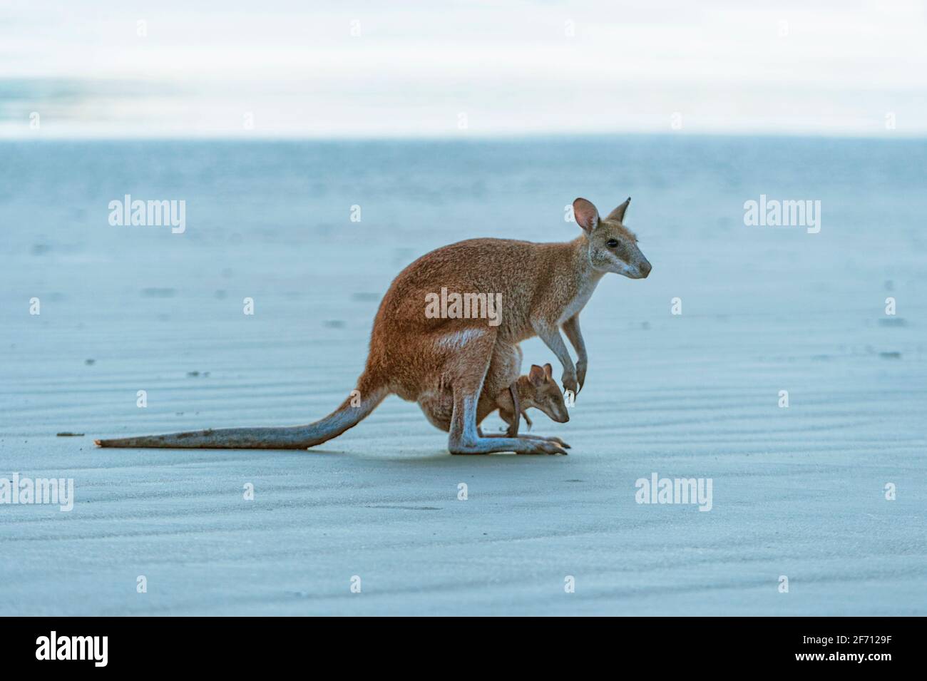 Femmina Agile Wallaby (Macropus agilis) in piedi sulla spiaggia con un joey nel suo sacchetto, Cape Hillsborough, Queensland, QLD, Australia Foto Stock