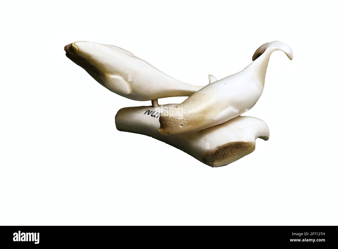 Due balene narwali acquatiche create dall'osso di cariboo. Foto Stock