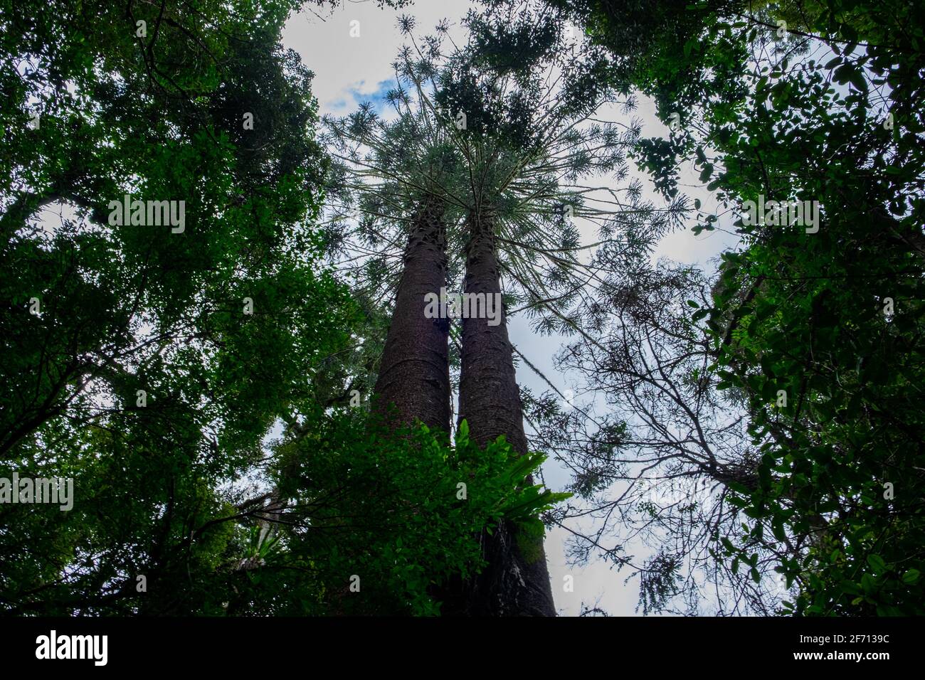 Gemelli Bunya Pines Foto Stock