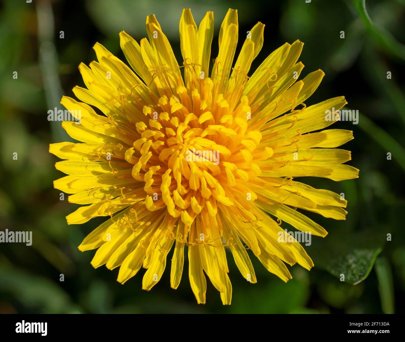 Una testa di fiore gialla di dente di leone (Taraxacum officinale). Dente di leone comune che fiorisce nella primavera iniziale. Macro. Dettaglio. Primo piano. Foto Stock