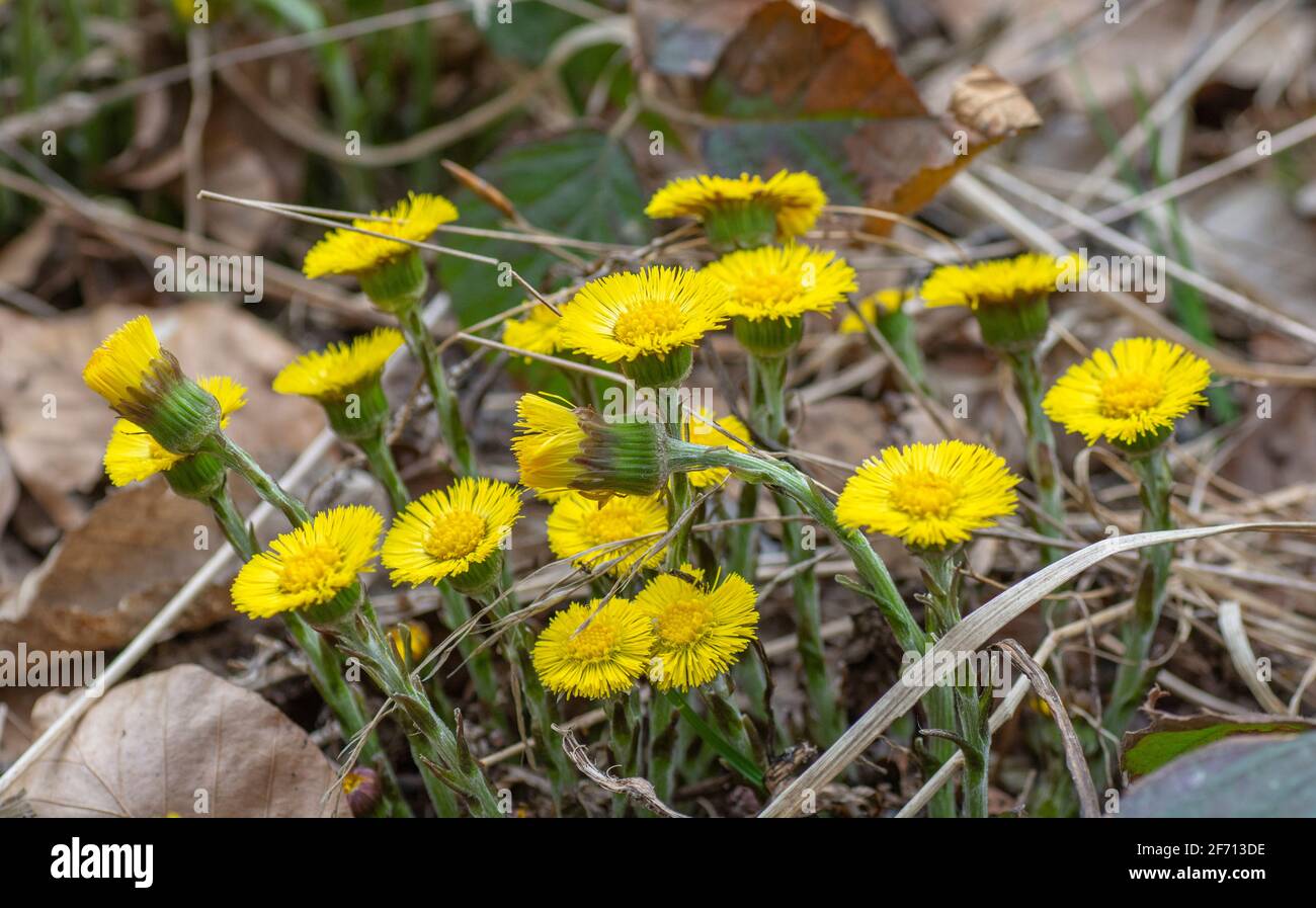 Piede di coltsfoot giallo (Tussilago Farfara) in primavera. Fiori di coltsfoot primo piano. Macro. Messa a fuoco selettiva. Foto Stock