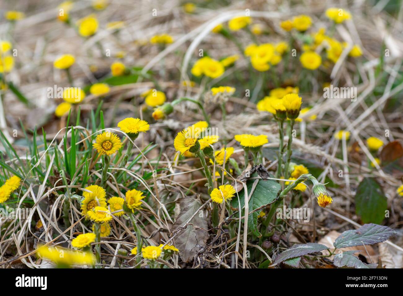 Piede di coltsfoot giallo (Tussilago Farfara) in primavera. Fiori di coltsfoot primo piano. Macro. Messa a fuoco selettiva. Foto Stock