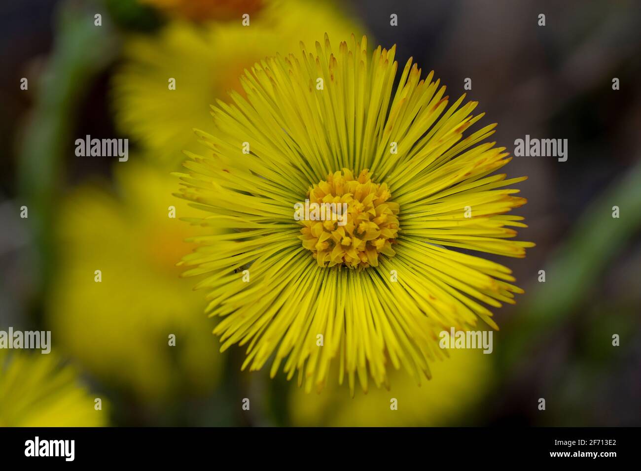 Singolo piede di coltsfoot giallo (Tussilago Farfara) in primavera. Coltsfoot fiore primo piano. Macro. Messa a fuoco selettiva. Foto Stock