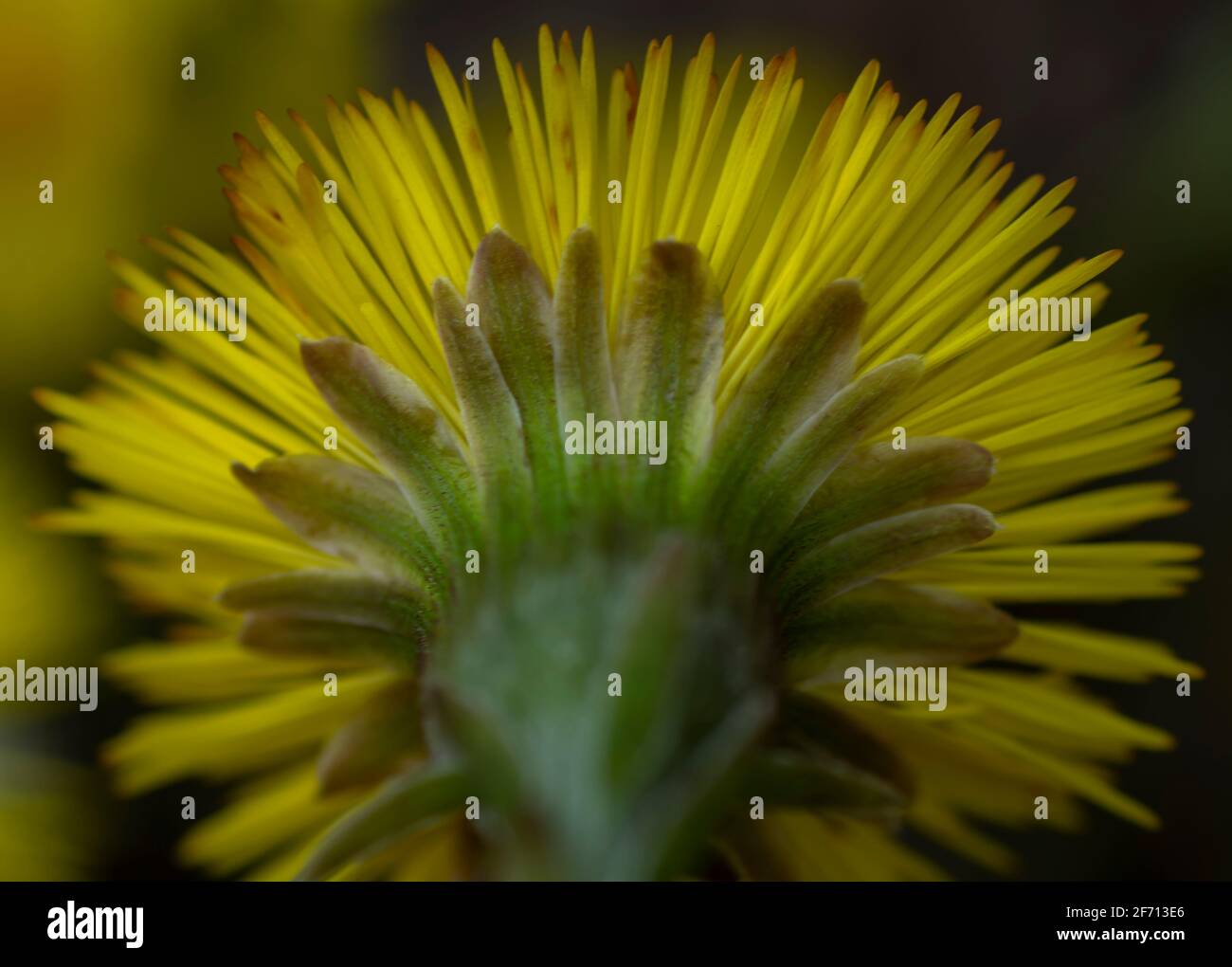 Singolo piede di coltsfoot giallo (Tussilago Farfara) in primavera. Coltsfoot fiore primo piano. Macro. Messa a fuoco selettiva. Foto Stock