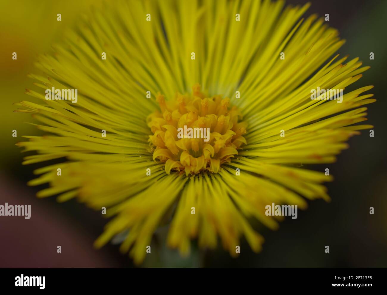 Singolo piede di coltsfoot giallo (Tussilago Farfara) in primavera. Coltsfoot fiore primo piano. Macro. Messa a fuoco selettiva. Foto Stock