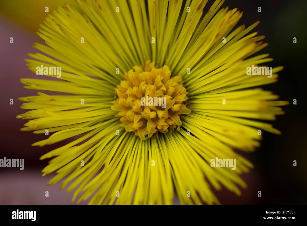 Singolo piede di coltsfoot giallo (Tussilago Farfara) in primavera. Coltsfoot fiore primo piano. Macro. Messa a fuoco selettiva. Foto Stock