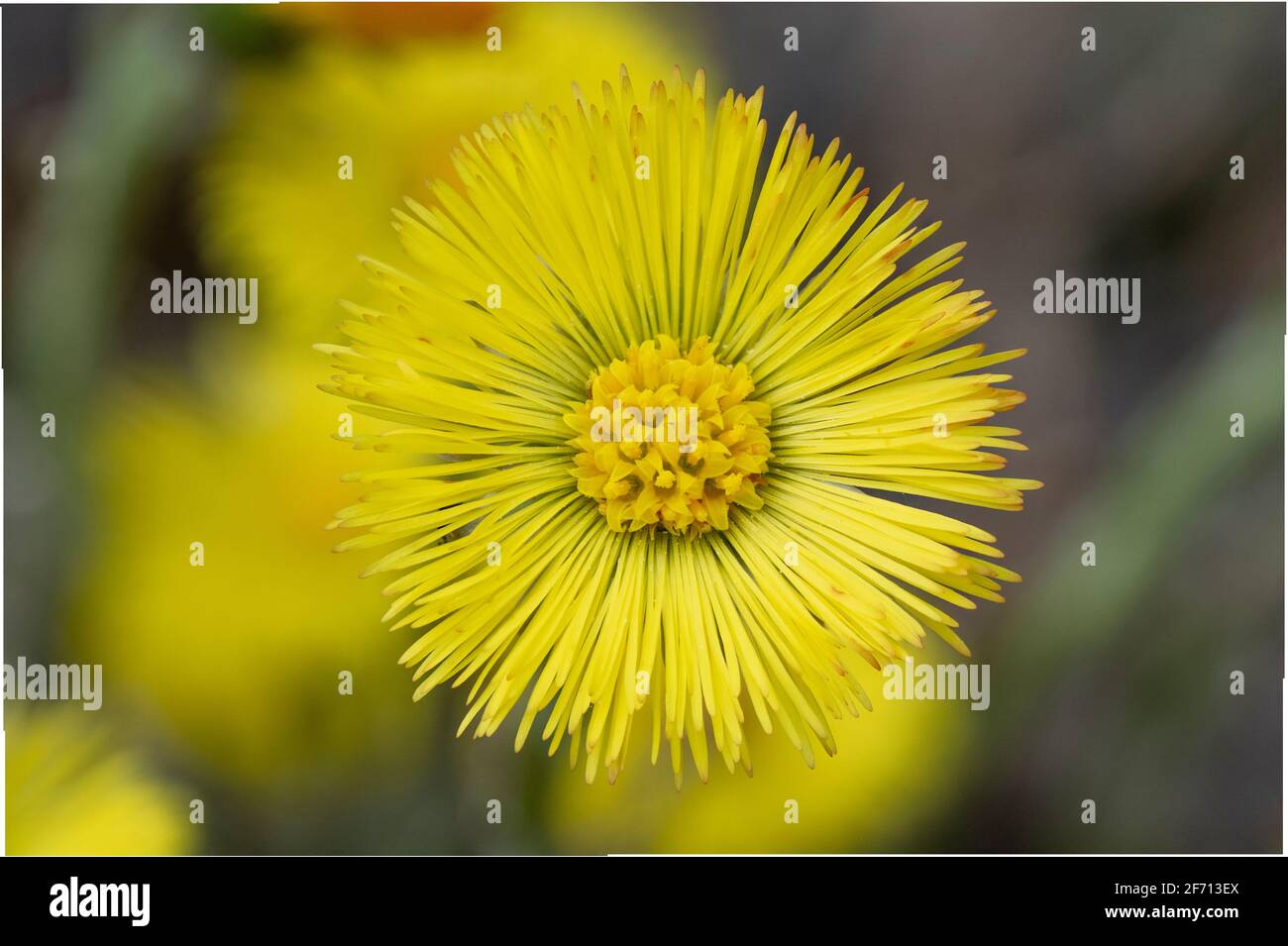 Singolo piede di coltsfoot giallo (Tussilago Farfara) in primavera. Coltsfoot fiore primo piano. Macro. Messa a fuoco selettiva. Foto Stock